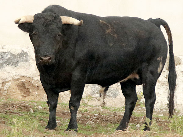 RESEÑA TOROS ATLTZAYANCA 