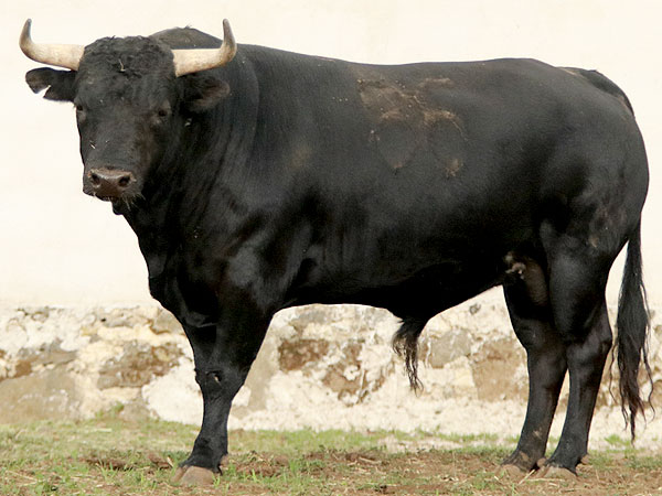 RESEÑA TOROS ATLTZAYANCA 