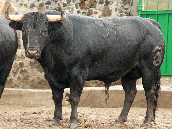 RESEÑA TOROS ATLTZAYANCA 