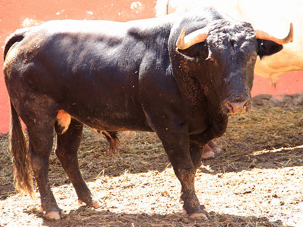 RESEÑADOS TOROS CORRIDA LUCES