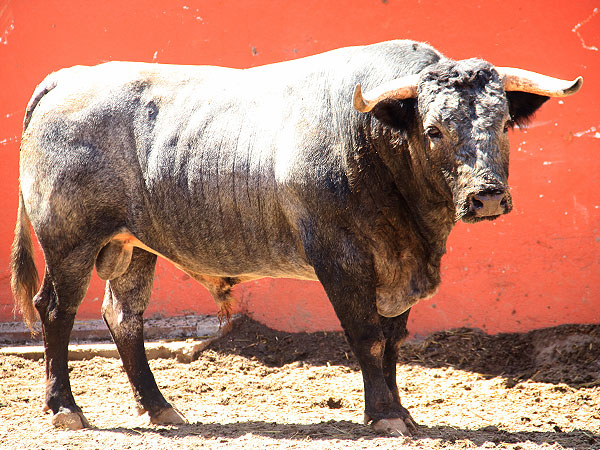 RESEÑADOS TOROS CORRIDA LUCES