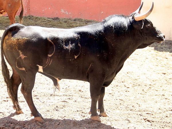 RESEÑADOS TOROS CORRIDA LUCES