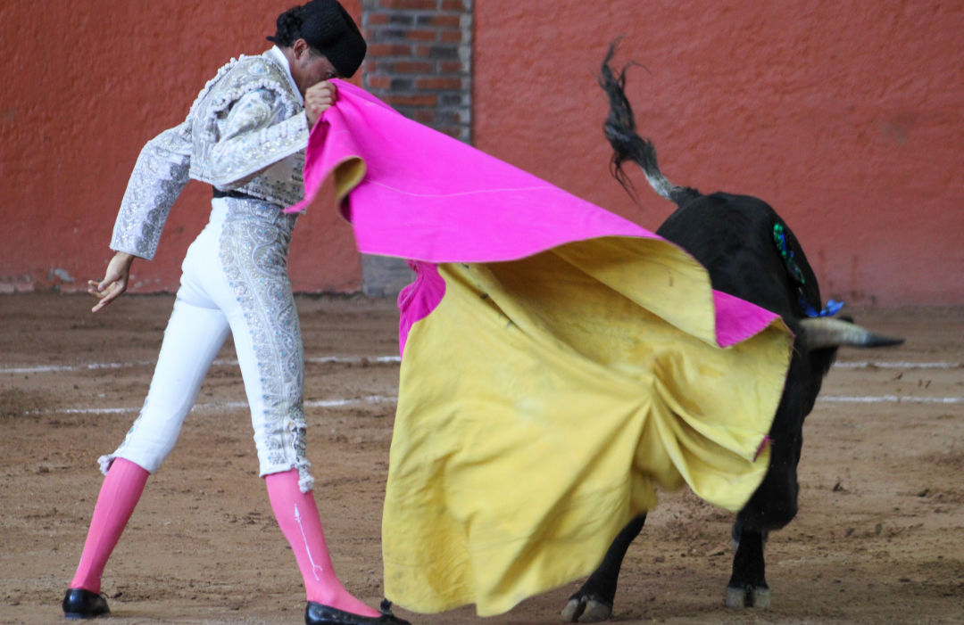 Este sábado se realizó la segunda novillada   en la Plaza de Toros Arroyo ante casi media entrada y con buen ambiente. 

Luego de  finalizar el paseíllo y la presentación de los novilleros, se rindió un sentido  homenaje póstumo al matador Jaime Rangel, fallecido recientemente donde una de sus hijas  salió a dar la vuelta al ruedo llevando en mano  sus cenizas, acompañada del maestro Jorge Gutiérrez, y los toreros actuantes. 

Fueron lidiados astados de José Arroyo, de hechuras desiguales y juego variado. 

“Compadre” fue el abre plaza para el michoacano Carlos Mauricio, un novillo noble con poca fuerza, el torero templó y toreó a distancia pues el astado se quedaba corto en la muleta y sin acudir. Tras falos con la espada, escuchó dos avisos  y  palmas por el respetable. 

Julián Garibay lidió a “Vindhó”, novillo  que tuvo un derecho pitón derecho destacado y con el que pudo Garibay hacer un par de tandas lúcidas y de calidad, pero insistió en torearlo por el izquierdo, la estocada  en el segundo viaje fue el que le hizo caer para escuchar una Ovación en su salida al tercio. La faena fue brindada al maestro  Jorge Gutiérrez. 

Destacó Emiliano Osornio con “Tentador”, bonito de hechuras y de buen juego, Osornio toreó con clase y cuidando la fuerza del astado probándolo en los Tercios, la faena fue lúcida por el derecho dejando buenas impresiones por su toreo despacio y estructurado y con una estocada que le permitió cortar una oreja. 
Saludaron al tercio los subalternos  Rogelio Sánchez y José Luis Castañeda por su destacada ejecución en el tercio de banderillas. 

El cierra plaza “Maestro” fue para un joven Pablo Martínez “Finito” que con más ganas qué conocimiento pudo dejar buenas sensaciones en el tendido. En la faena probó de todo con entusiasmo y arrojo por ambos pitones, luego de que el pitón derecho se atorara con la fajilla y sin mayores consecuencias no pudo redondear por fallos con la espada.  Finito fue ovacionado. 

