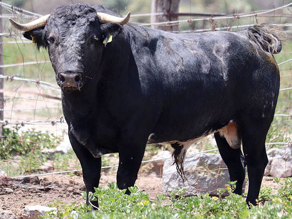 TOROS YAUHQUEMEHCAN