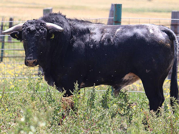 TOROS YAUHQUEMEHCAN