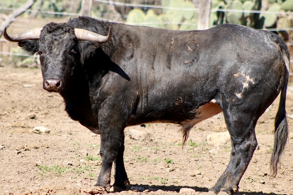 ENCIERRO PARA CORRIDA NAVIDEÑA