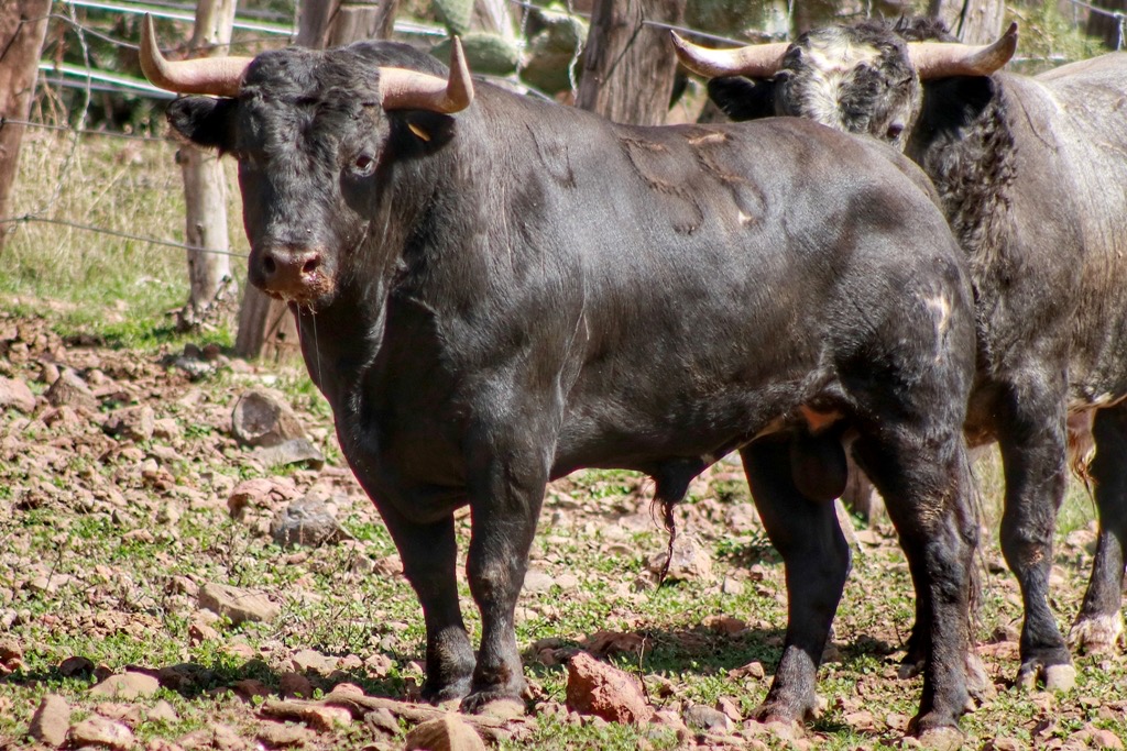 ENCIERRO PARA CORRIDA NAVIDEÑA