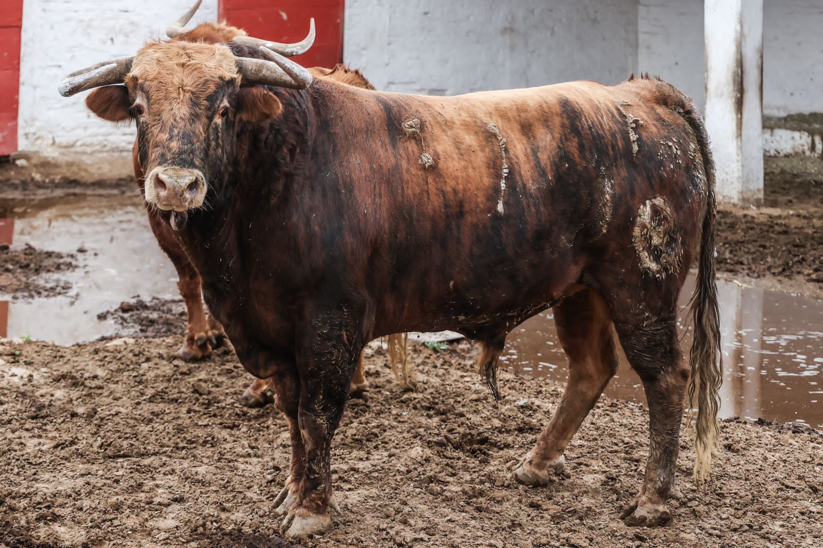 OREJA ORO  PACHUCA