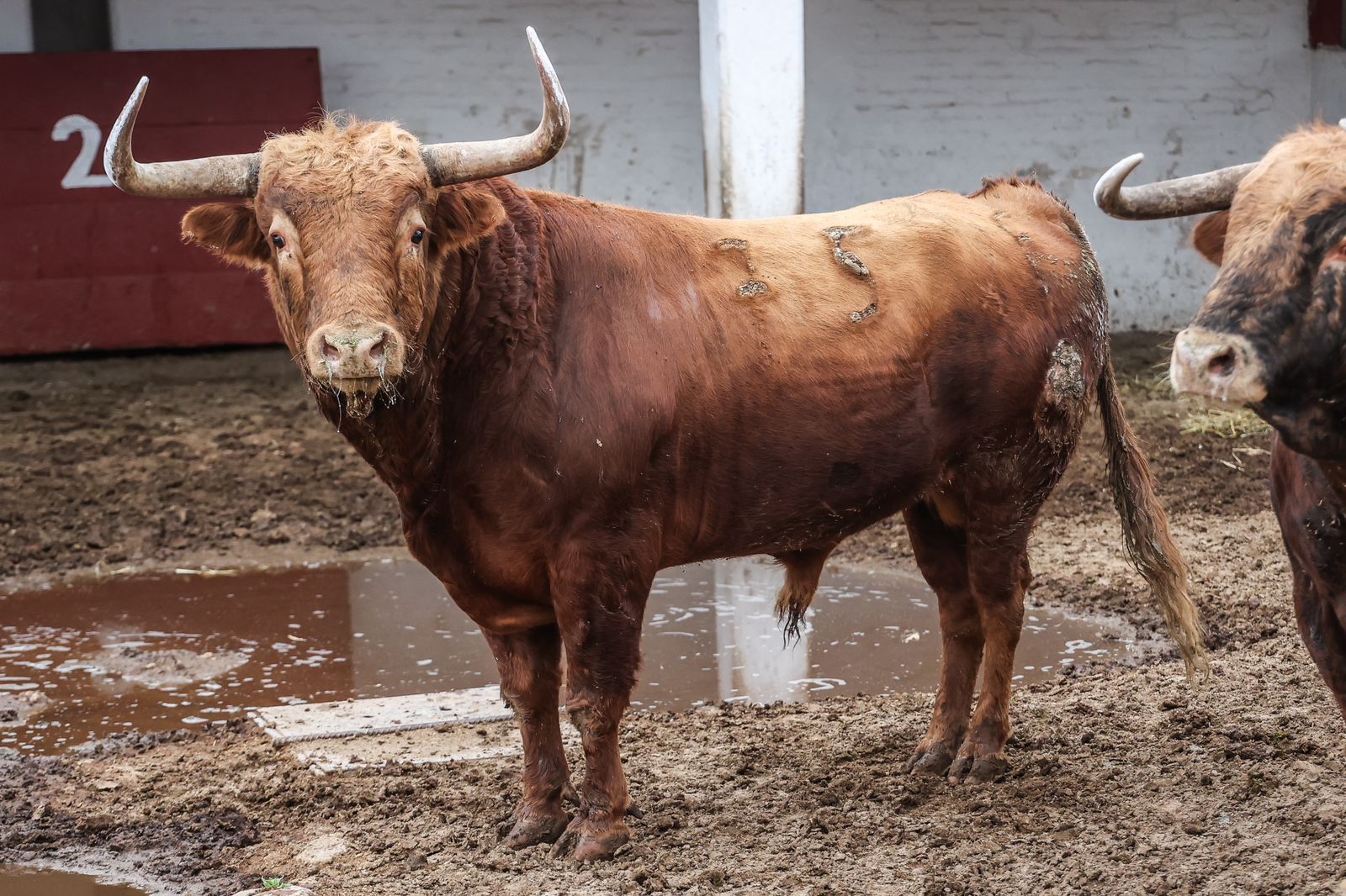 OREJA ORO  PACHUCA