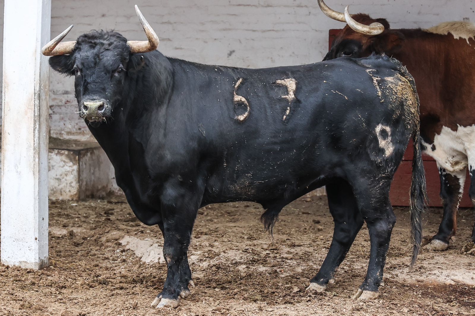 Oreja de oro