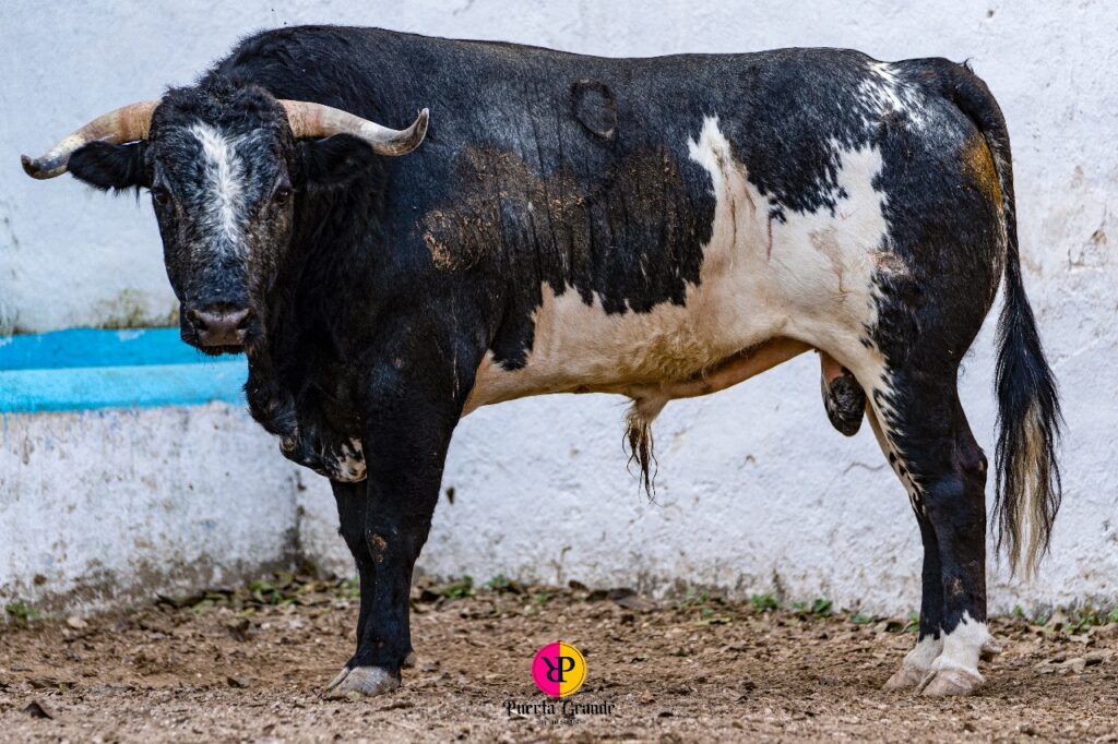 RESEÑAN ENCIERRO PARA LA CORRIDA DEL DOMINGO EN LA PLAZA DE TOROS MÉRIDA