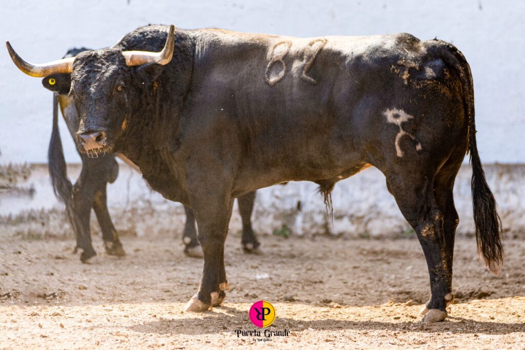 RESEÑAN ENCIERRO PARA LA CORRIDA DEL DOMINGO EN LA PLAZA DE TOROS MÉRIDA