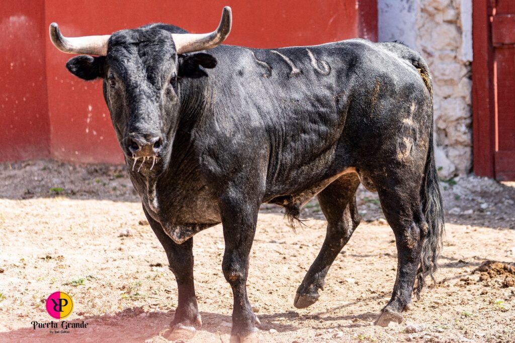 RESEÑAN ENCIERRO PARA LA CORRIDA DEL DOMINGO EN LA PLAZA DE TOROS MÉRIDA