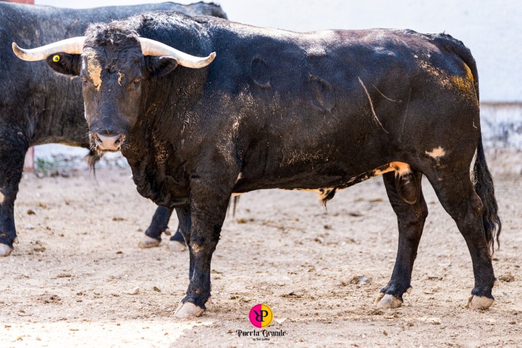 RESEÑAN ENCIERRO PARA LA CORRIDA DEL DOMINGO EN LA PLAZA DE TOROS MÉRIDA