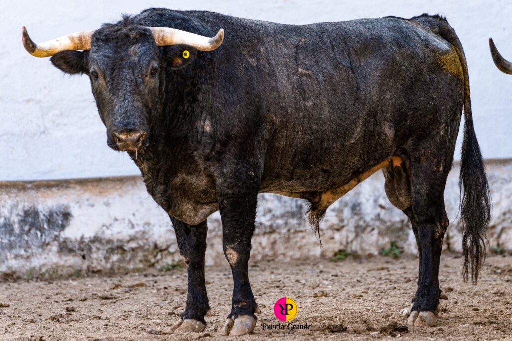 RESEÑAN ENCIERRO PARA LA CORRIDA DEL DOMINGO EN LA PLAZA DE TOROS MÉRIDA