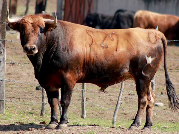 corrida de las luces 2024