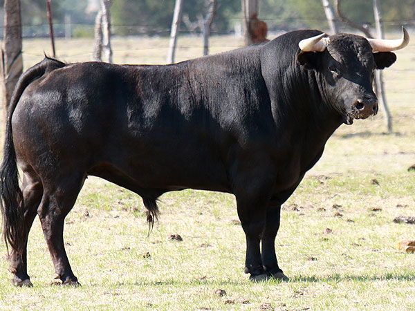 corrida de las luces 2024