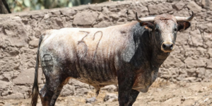 RESEÑADO ENCIERRO DE LA ANTIGUA PARA SEGUNDA CORRIDA DE SAN JUAN DEL RÍO, QRO.