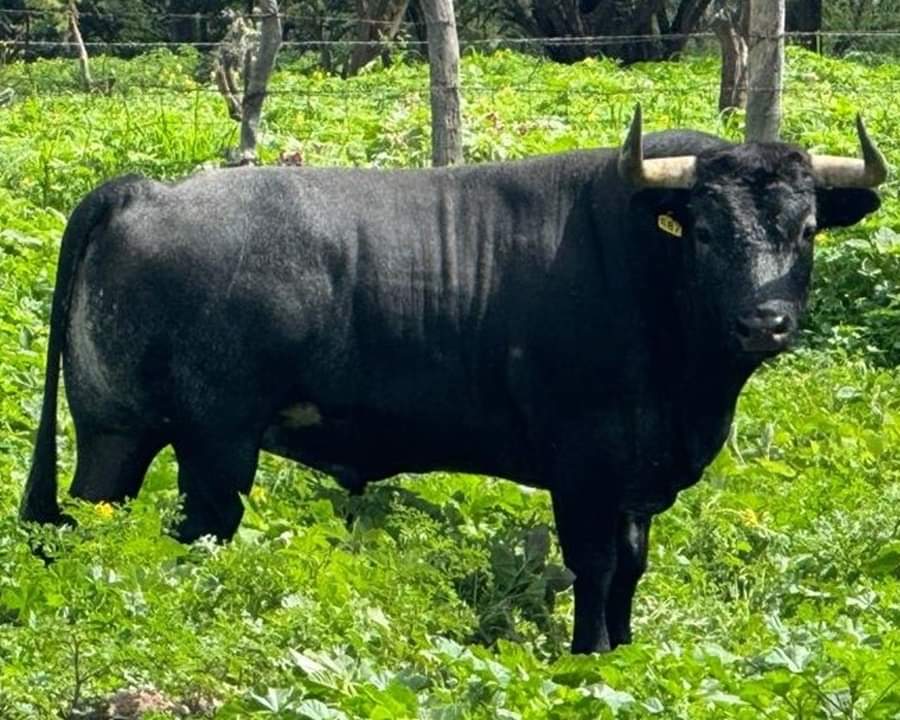 encierro Ganadería de El Batán