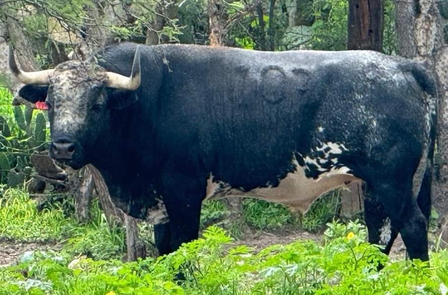 encierro Ganadería de El Batán