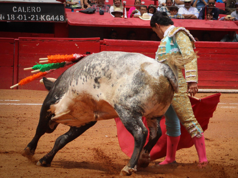 novillada plaza de toros