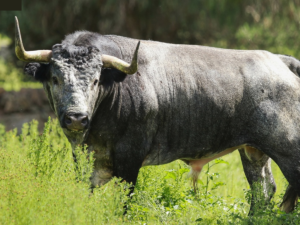 TOROS DE PIEDRAS NEGRAS