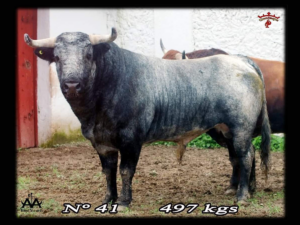 Imagen de los toros de La Estancia reseñados para la Corrida Inaugural en Mérida.