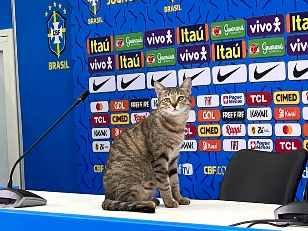 ¿Qué es «la maldición del gato» y por qué es responsable de la mala racha de Brasil?