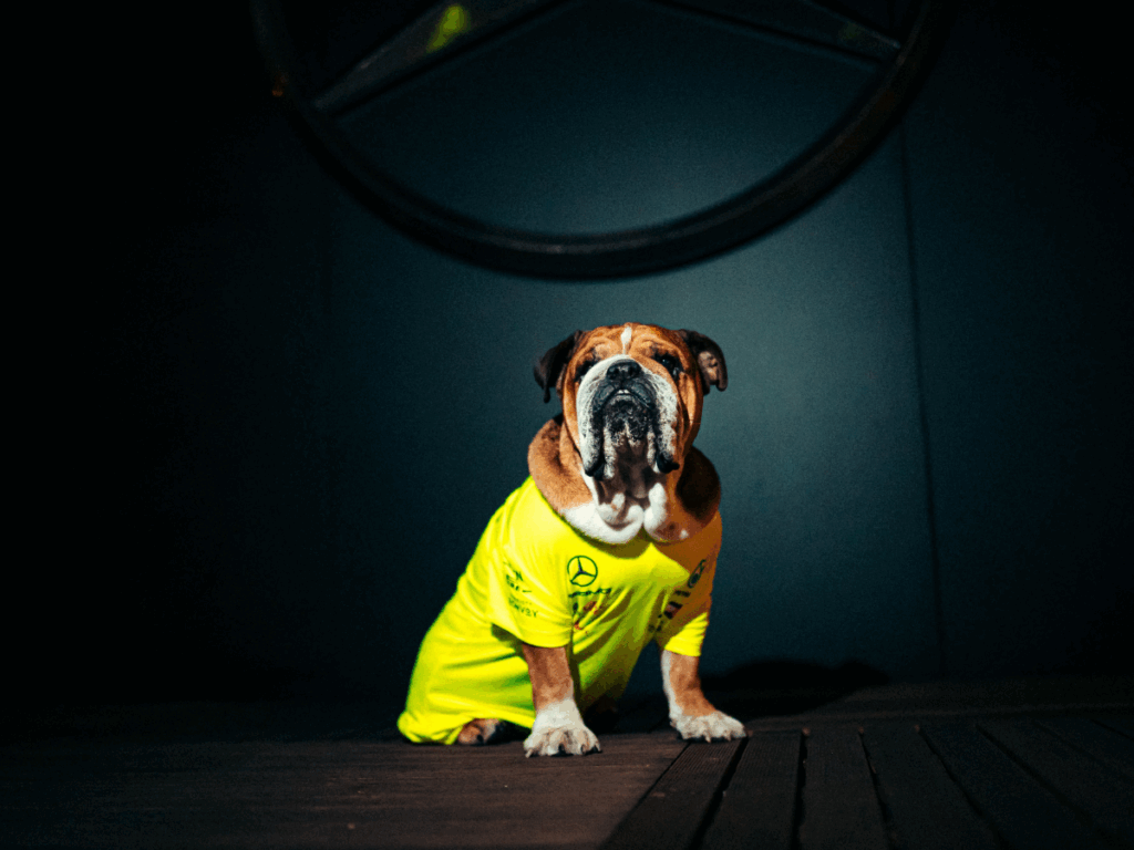 FALLECIÓ ROSCOE HAMILTON, EL PERRITO QUE CAUTIVÓ LA F1